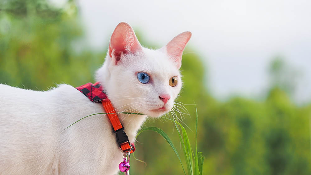 Khao manee diamond cat with red collar