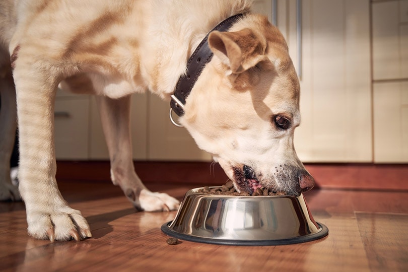labrador retriever eating dry kibble from metal bowl