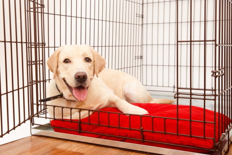 labrador retriever lying inside dog cage
