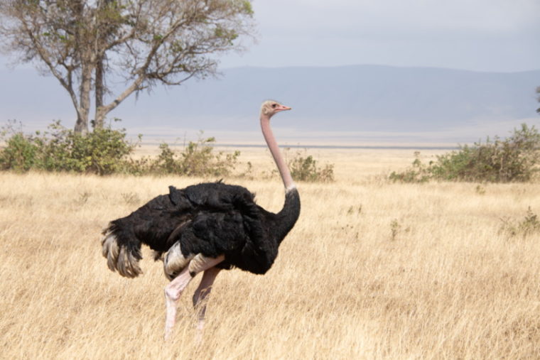 male masai ostrich in field