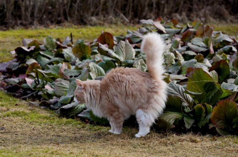 male norwegian forest cat peeing