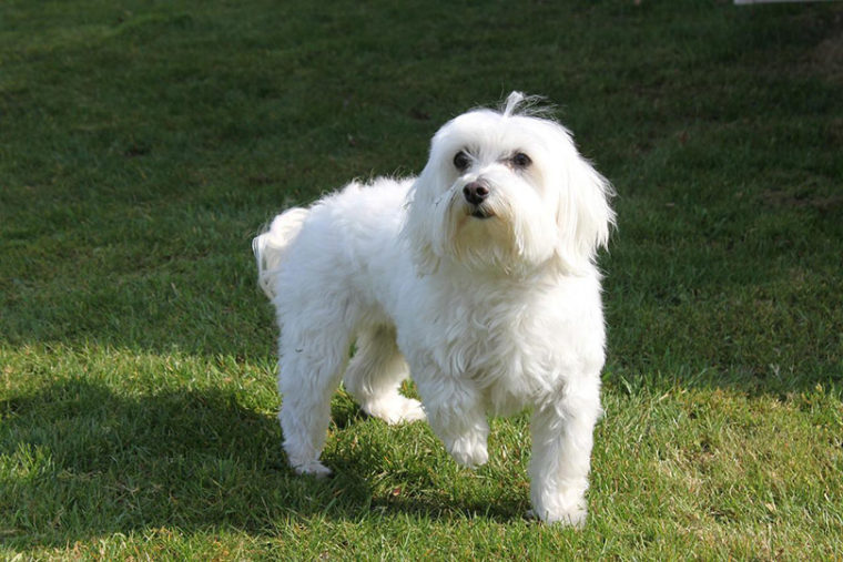 maltese dog on meadow
