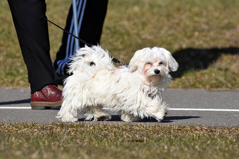 maltese dog walking with owner at the park
