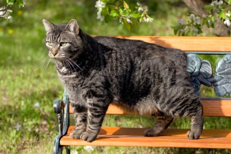 manx cat on bench