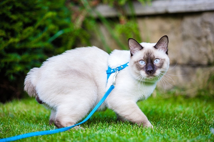 mekong bobtail cat on a leash outdoors