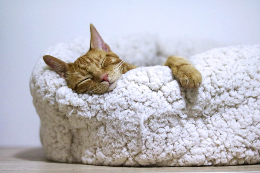 orange cat sleeping in a white cat bed