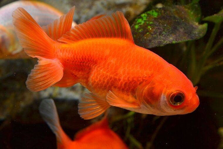 orange wakin goldfish in aquarium
