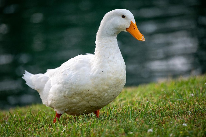 Pekin Duck Standing On The River Bank Woeger Pixabay 