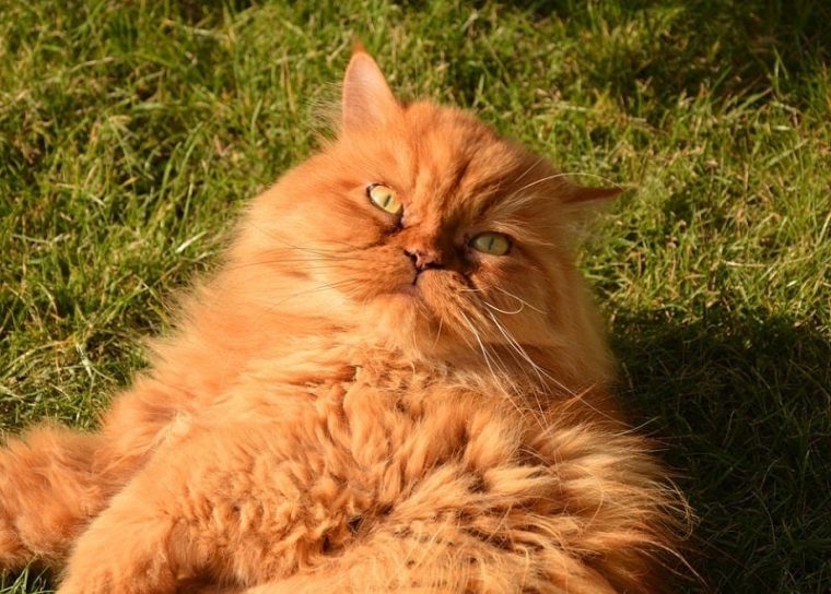 gato persa tirado en la hierba