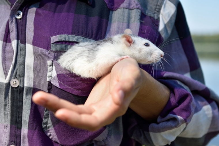 pet rat in mans hand