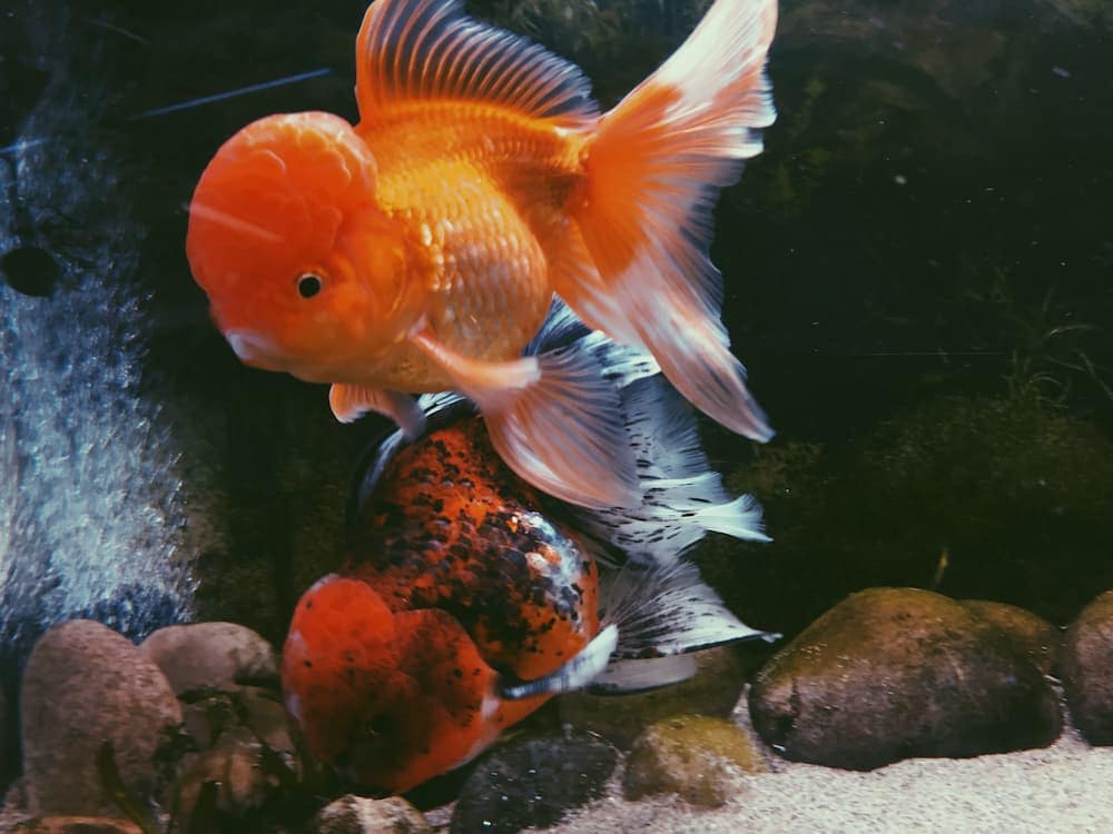 photo of a orange goldfish