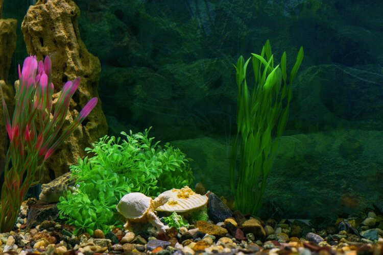 plastico plant aquarium