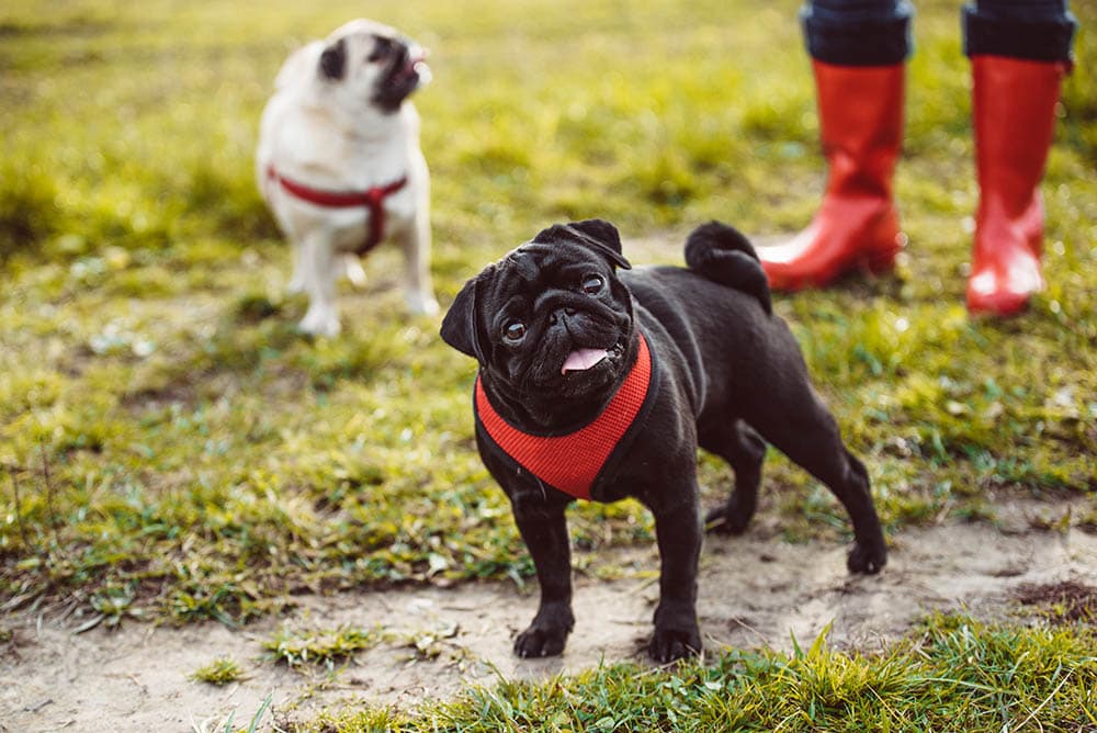 pugs with harness