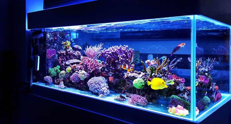 saltwater coral reef aquarium at home