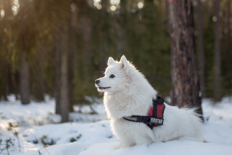 samoyed dog in snow