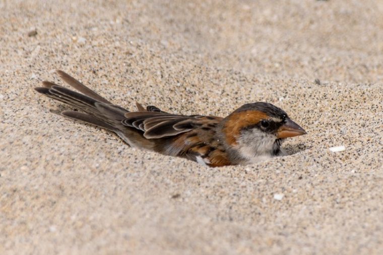 Why Do Birds Take Dust Baths? Bird Behavior Explained