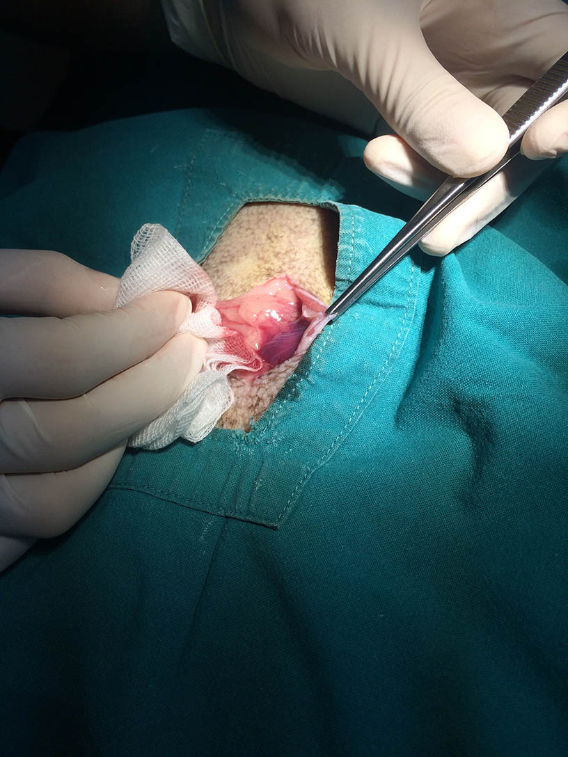 surgery on dog with peritonitis