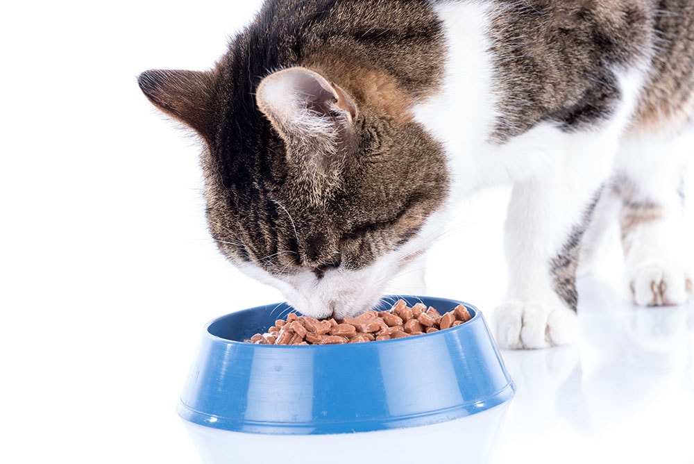 Gato atigrado comiendo comida húmeda