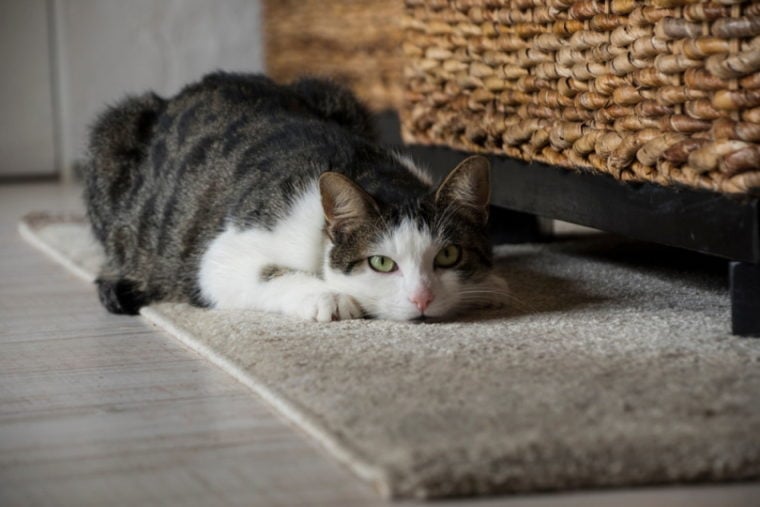tabby cat lying on carpet