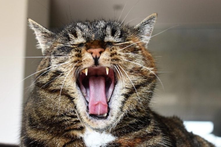 tabby cat opening its mouth