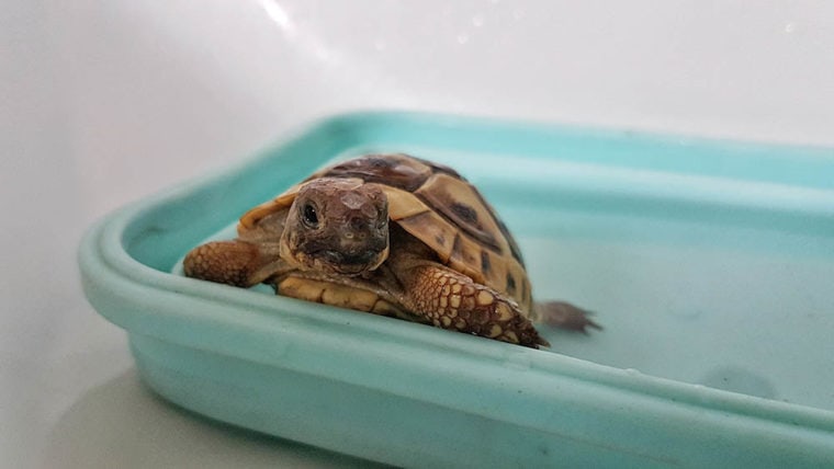 tortoise having a bath