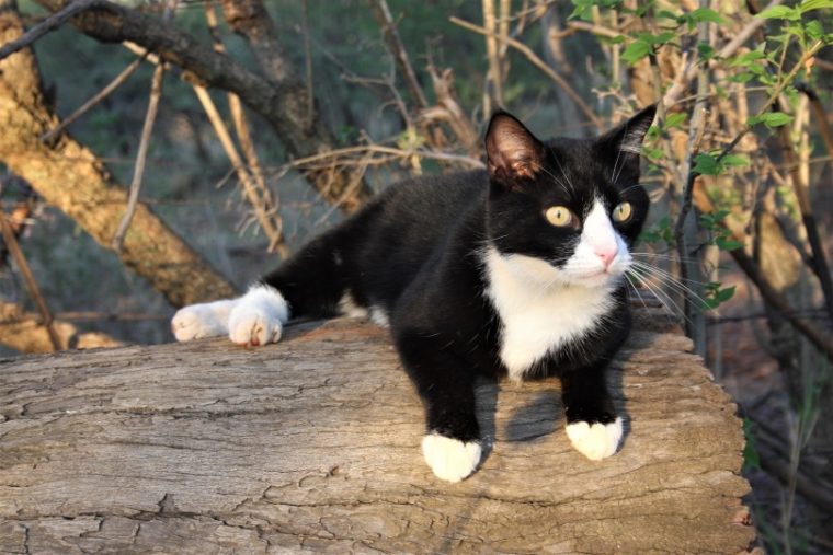 tuxedo cat resting on log
