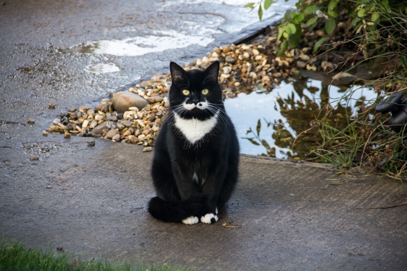 tuxedo cat sitting outdoor