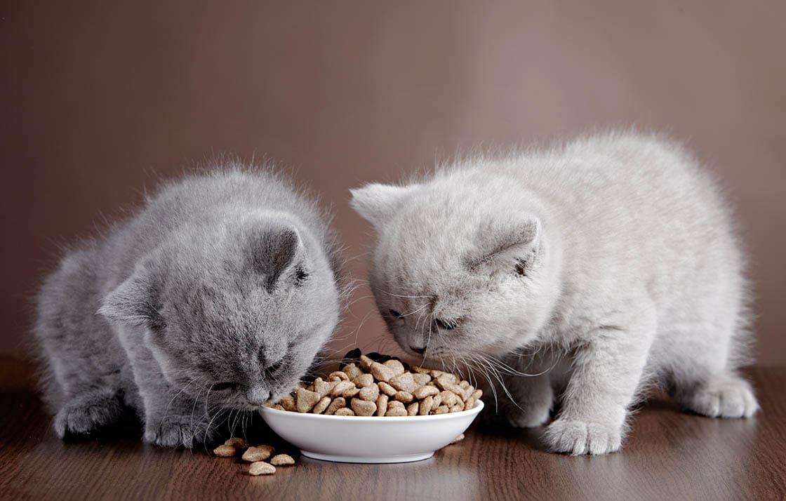 two grey kittens eating together