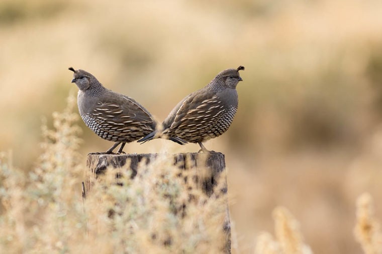 two Mountain Quails on Fence Post