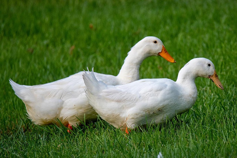 two pekin ducks walking on grass