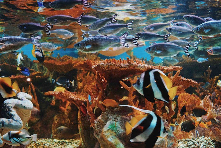 variety of fish inside a decorated aquarium