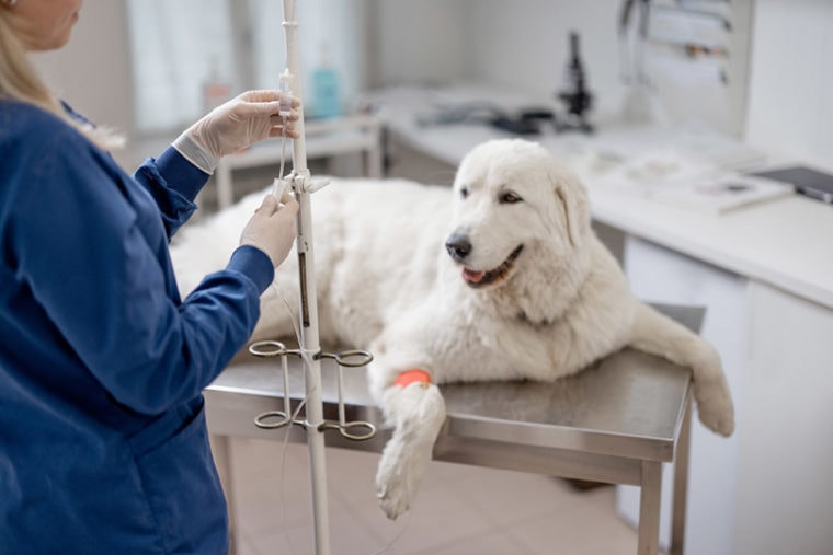 vet checking up dog with a catheter