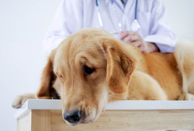 vet checking up on sick Golden Retriever