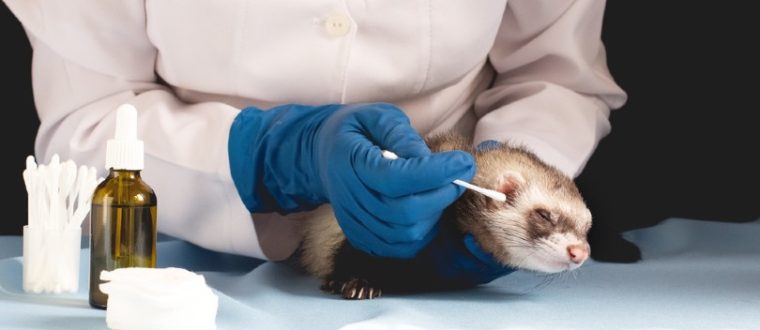 vet cleaning a ferret's ear