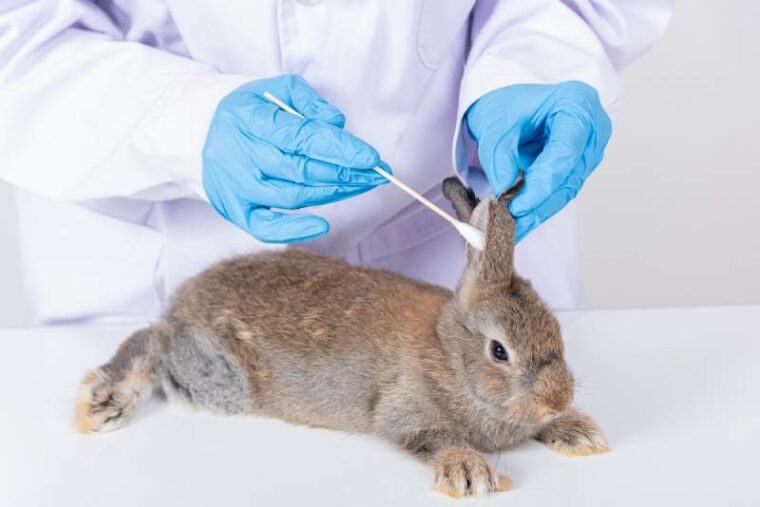 vet cleaning a rabbit's ear at the clinic