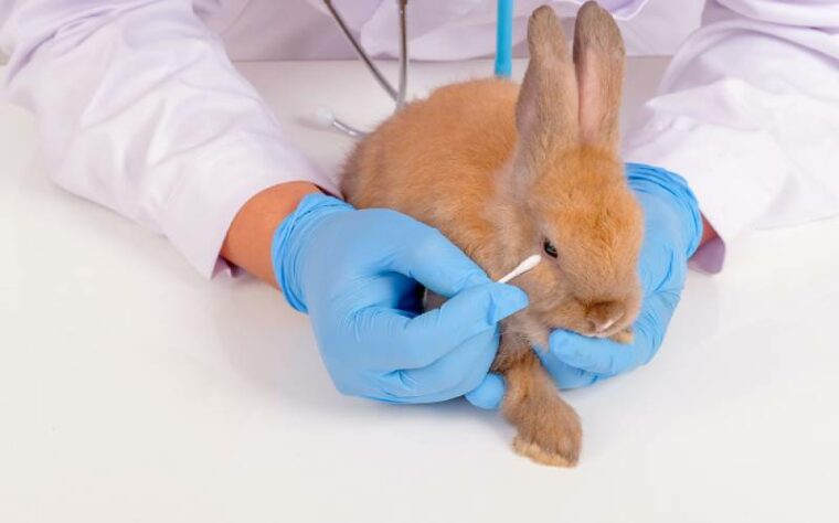vet cleaning a rabbit's eye
