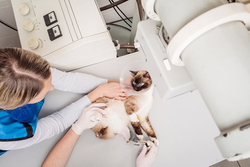 vet examining cat in x ray room