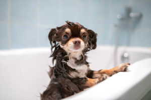 wet chihuahua in the bathtub
