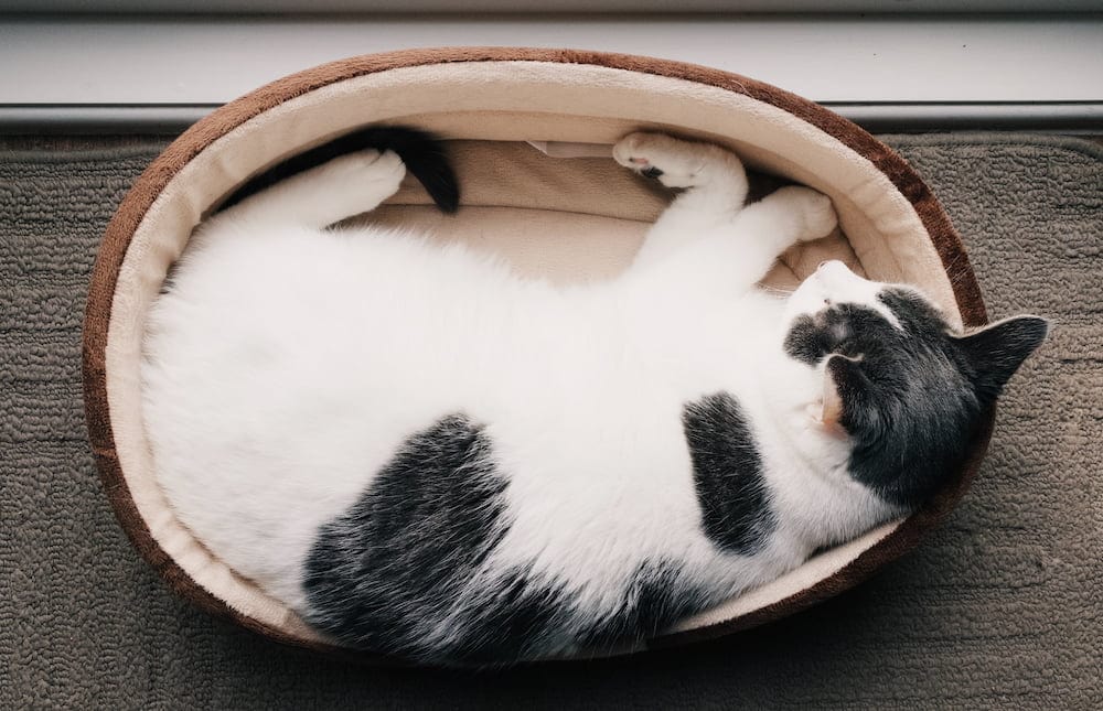 white and black cat lying on pet bed