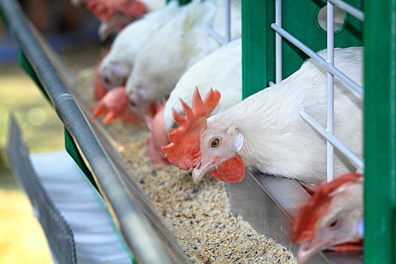 white chickens eating commercial feeds