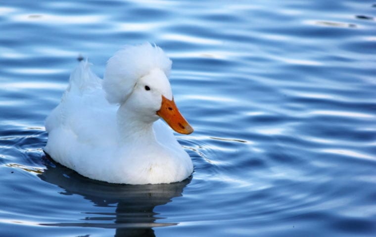 white crested duck swimming