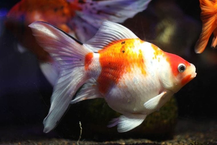 white orange sabao goldfish