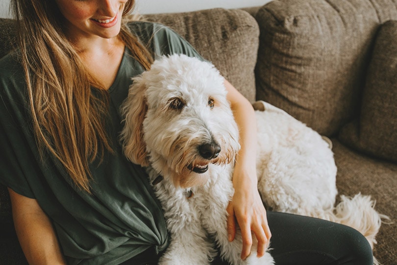 woman and dog sitting on sofa at home