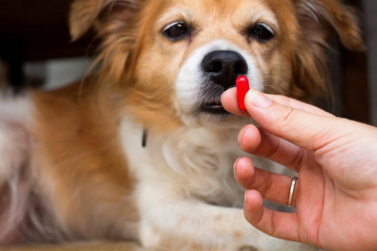 mano de mujer le da cápsula de medicina a su perro