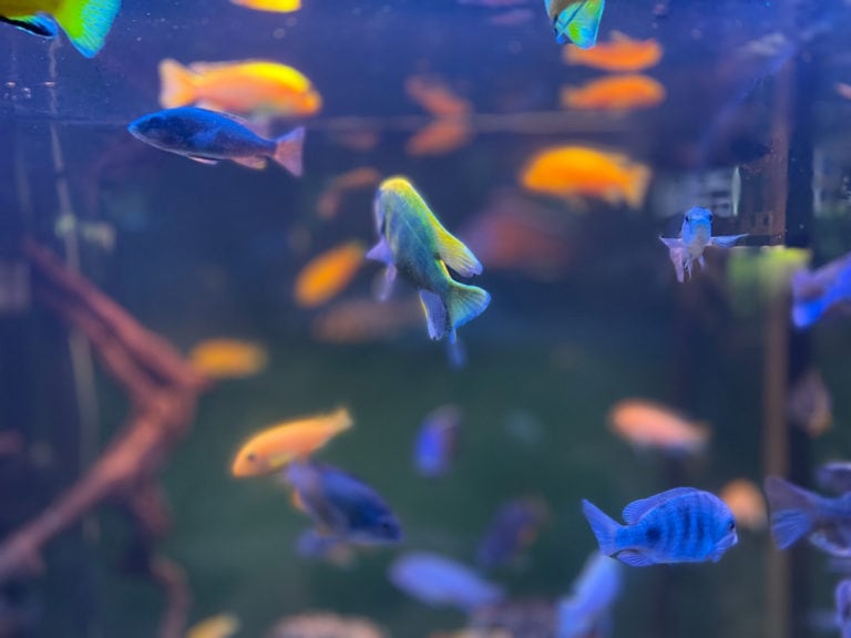 9 Best Freshwater Aquariums in 2024 Reviews & Buyer’s Guide Pet Keen
