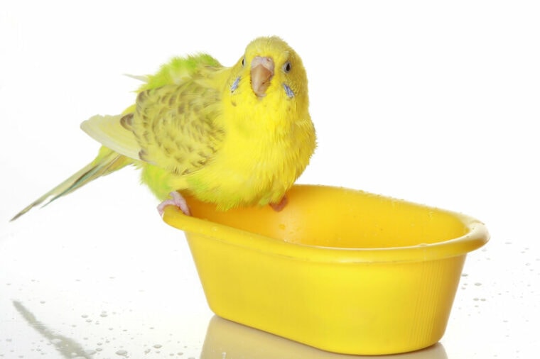 yellow bird in bird bath