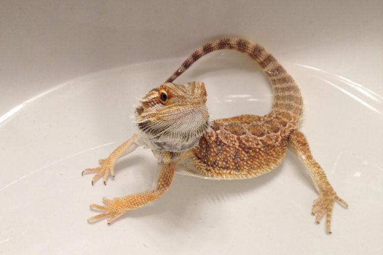 young bearded dragon in a bath