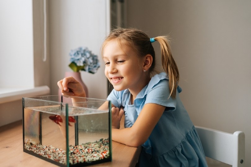 young girl watching fish in a nano tanque
