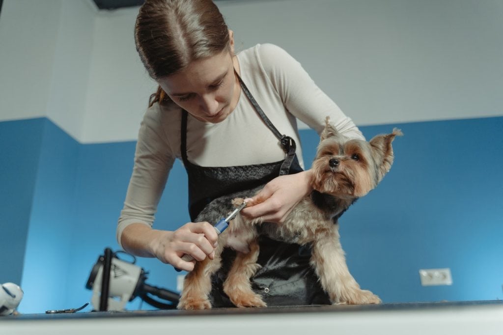 A Woman nail clipping a Dog
