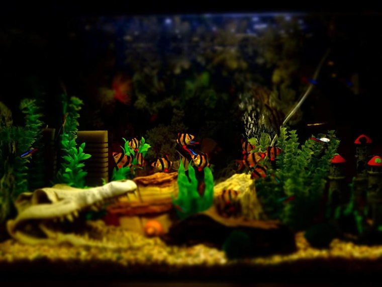 Mua 12 Pieces Aquarium Ornament Artificial Starfish Plant Fish Tank Shelter  Background tại Magideal | Tiki